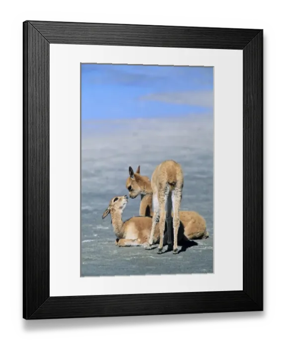 Framed Print : Vicuna (Vicugna vicugna), Altiplano, Chile Framed Print : Vicuna (Vicugna vicugna), Altiplano, Chile