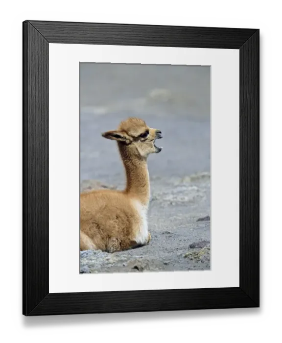 Framed Print : Vicuna (Vicugna vicugna), Altiplano, Chile Framed Print : Vicuna (Vicugna vicugna), Altiplano, Chile