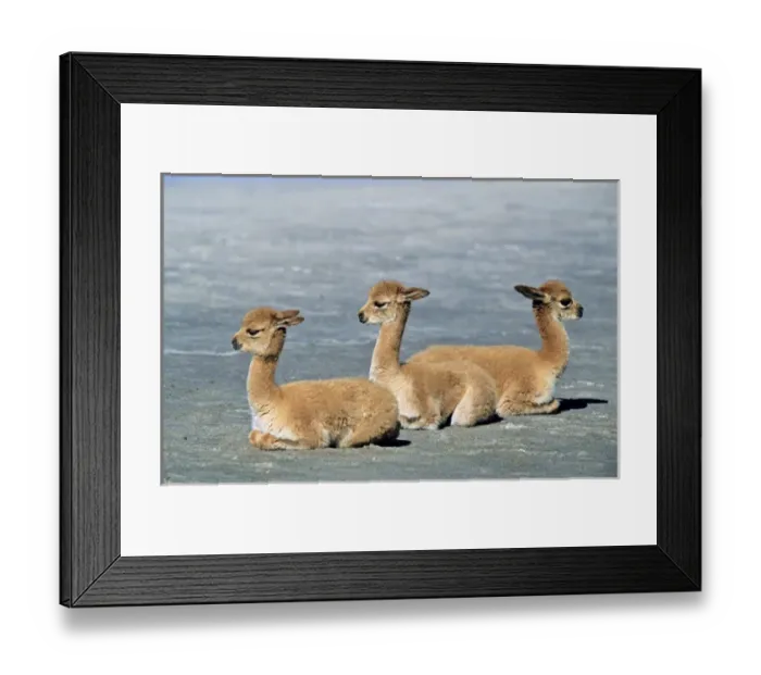 Framed Print : Vicuna (Vicugna vicugna), Altiplano, Chile Framed Print : Vicuna (Vicugna vicugna), Altiplano, Chile
