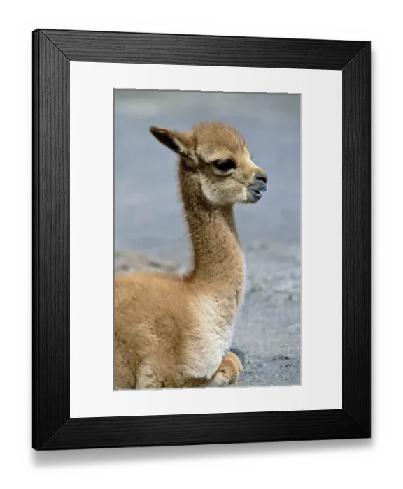 Framed Print : Vicuna (Vicugna vicugna), Altiplano, Chile Framed Print : Vicuna (Vicugna vicugna), Altiplano, Chile
