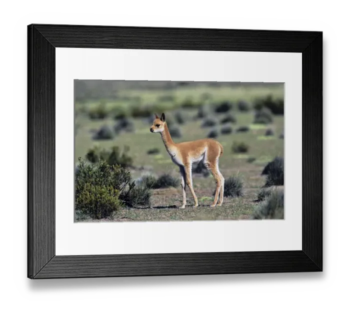 Framed Print : Vicuna (Vicugna vicugna), Altiplano, Chile Framed Print : Vicuna (Vicugna vicugna), Altiplano, Chile
