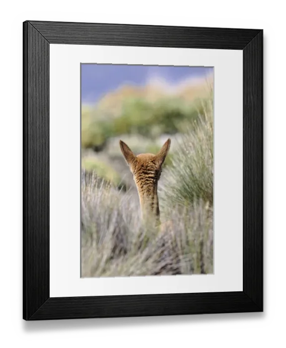 Framed Print : Vicuna (Vicugna vicugna), Altiplano, Chile Framed Print : Vicuna (Vicugna vicugna), Altiplano, Chile