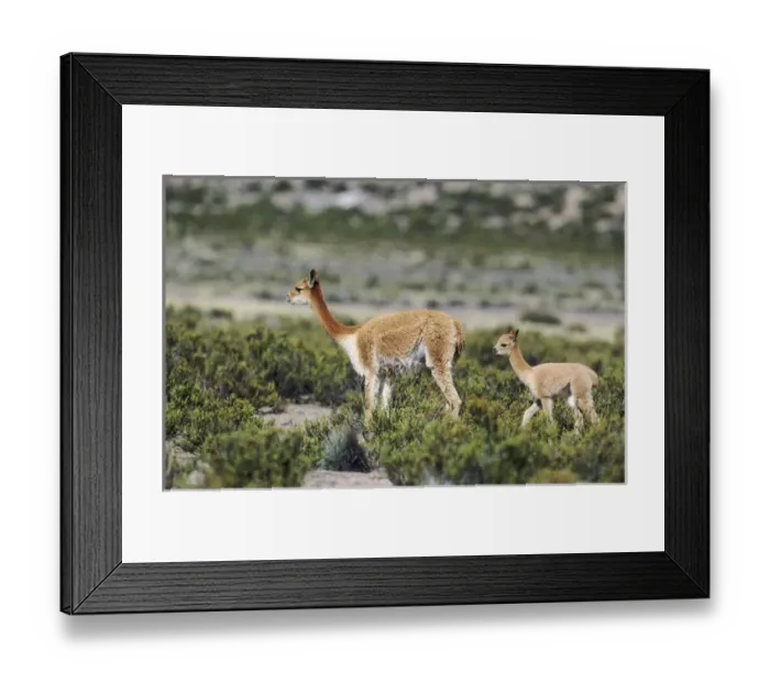 Framed Print : Vicuna (Vicugna vicugna), Altiplano, Chile Framed Print : Vicuna (Vicugna vicugna), Altiplano, Chile