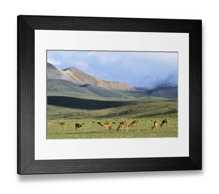 Framed Print : Vicuna (Vicugna vicugna), Altiplano, Chile Framed Print : Vicuna (Vicugna vicugna), Altiplano, Chile