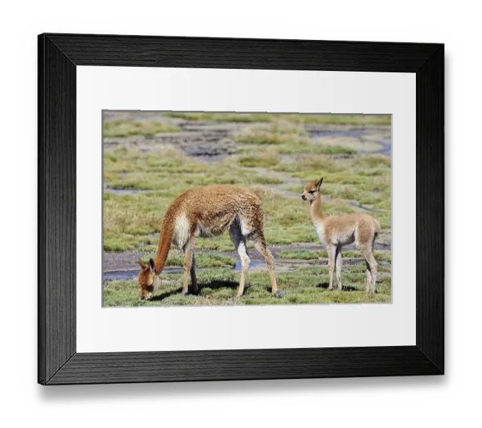 Framed Print : Vicuna (Vicugna vicugna), Altiplano, Chile Framed Print : Vicuna (Vicugna vicugna), Altiplano, Chile