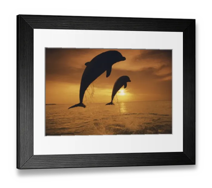 Framed Print : Caribbean, Bottlenose Dolphin (Tursiops Truncatus) Framed Print : Caribbean, Bottlenose Dolphin (Tursiops Truncatus)