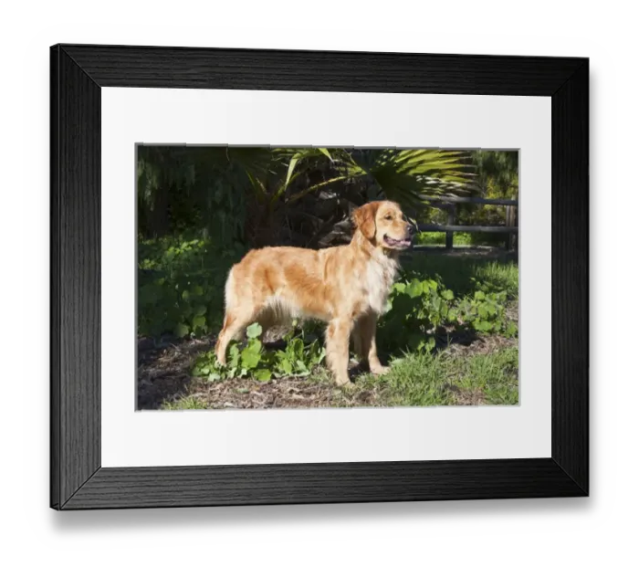 Framed Print : A Golden Retriever standing in a park Framed Print : A Golden Retriever standing in a park