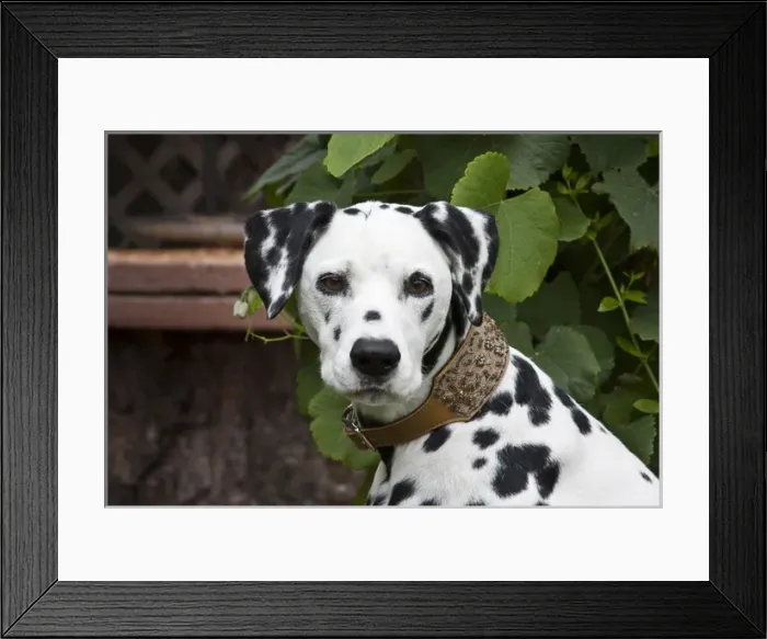 Framed Print : Portrait headshot of a Dalmation sitting