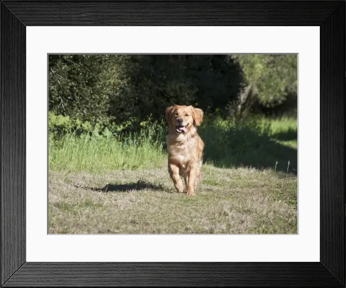 Framed Print : A Golden Retriever running through a field