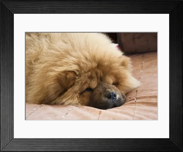 Framed Print : A Chow Chow puppy lying on a tan bedspread Framed Print : A Chow Chow puppy lying on a tan bedspread