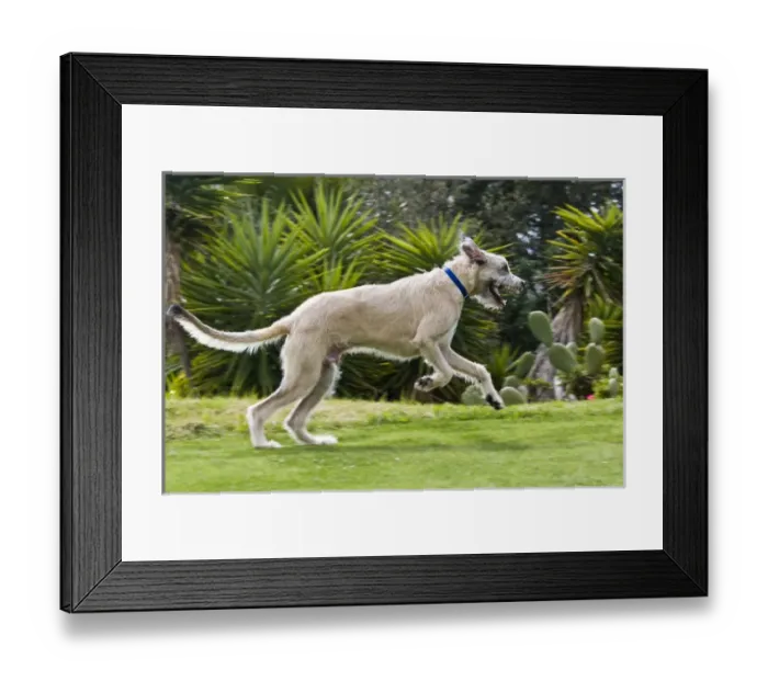 Framed Print : An Irish Wolfhound puppy running in a park Framed Print : An Irish Wolfhound puppy running in a park