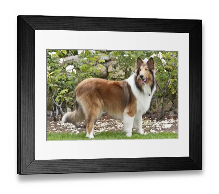 Framed Print : Collie standing in front of white roses Framed Print : Collie standing in front of white roses