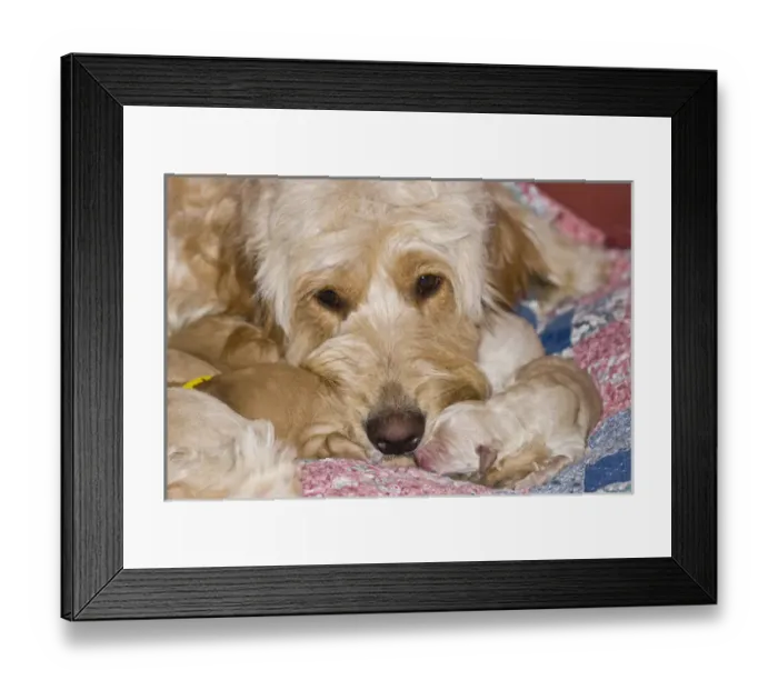 Framed Print : A female Goldendoodle with her newborn puppies