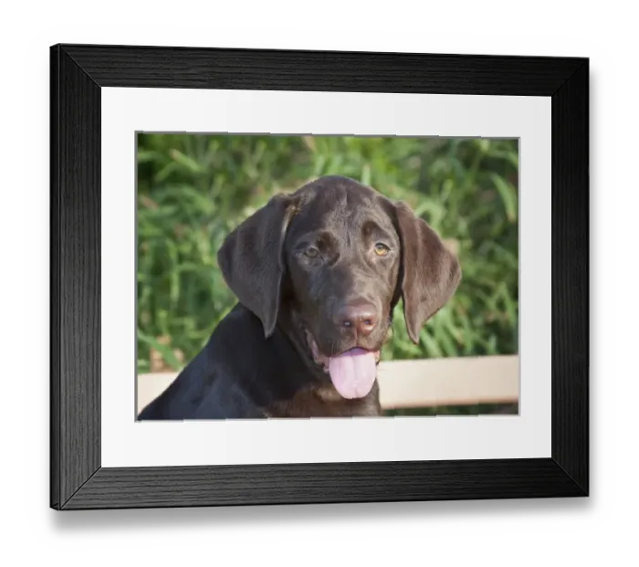 Framed Print : Portrait of a Chocolate Labrador Retriever Framed Print : Portrait of a Chocolate Labrador Retriever