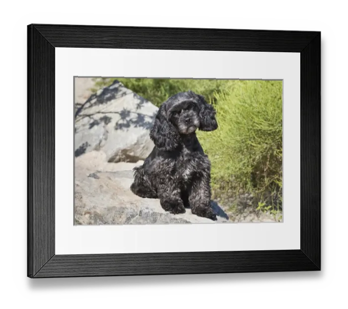 Framed Print : A black Cockapoo dog sitting on some boulders Framed Print : A black Cockapoo dog sitting on some boulders