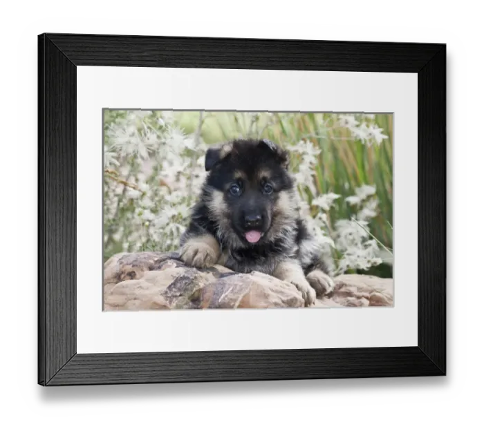 Framed Print : German Shepherd puppy lying on rock in garden Framed Print : German Shepherd puppy lying on rock in garden