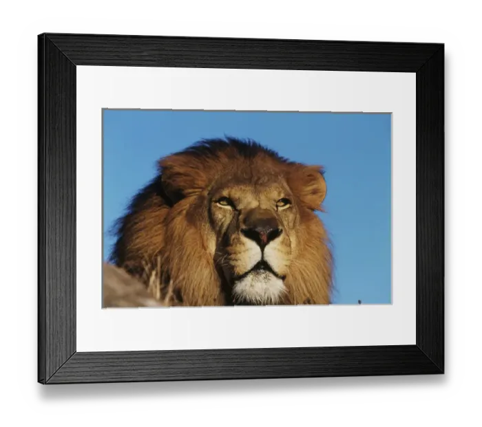 Framed Print : Close-up of African Lion (Panthera leo) Framed Print : Close-up of African Lion (Panthera leo)