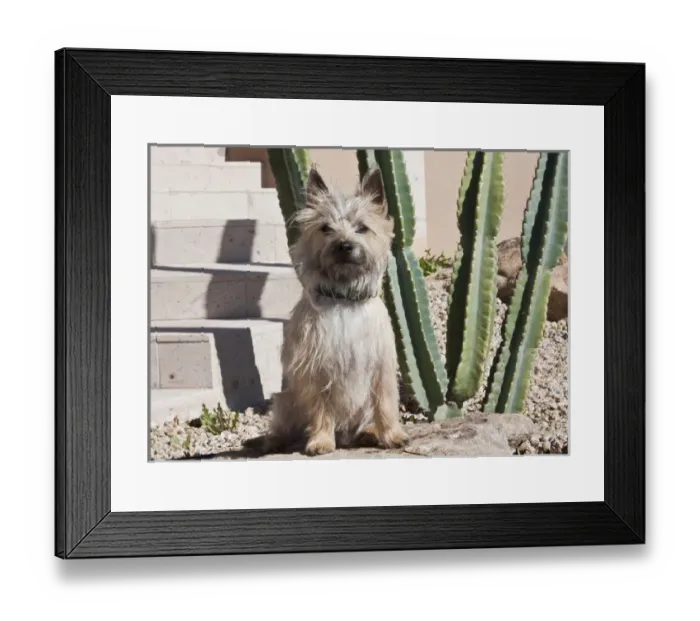 Framed Print : A white Cairn Terrier sitting next to a cactus