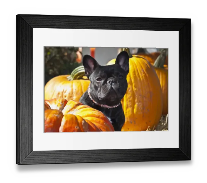 Framed Print : A French Bulldog sitting between a row of pumpkins