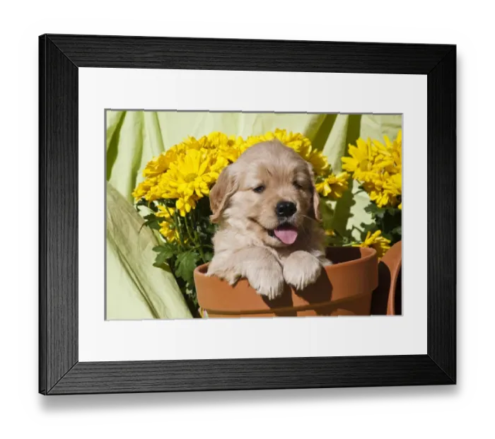 Framed Print : Golden Retriever waiting at obedience competition Framed Print : Golden Retriever waiting at obedience competition