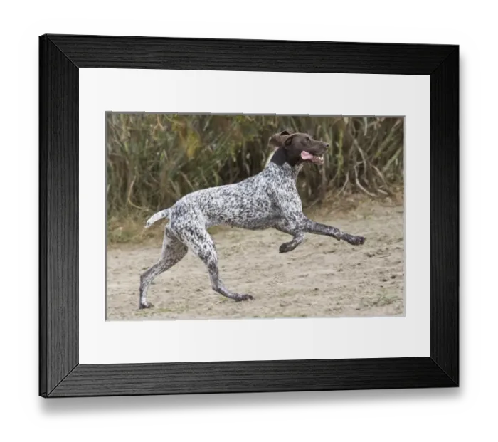 Framed Print : A German Shorthaired Pointer running and jumping Framed Print : A German Shorthaired Pointer running and jumping