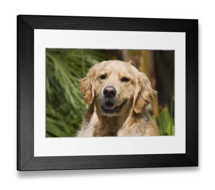 Framed Print : Portrait of a Golden Retriever sitting and smiling Framed Print : Portrait of a Golden Retriever sitting and smiling