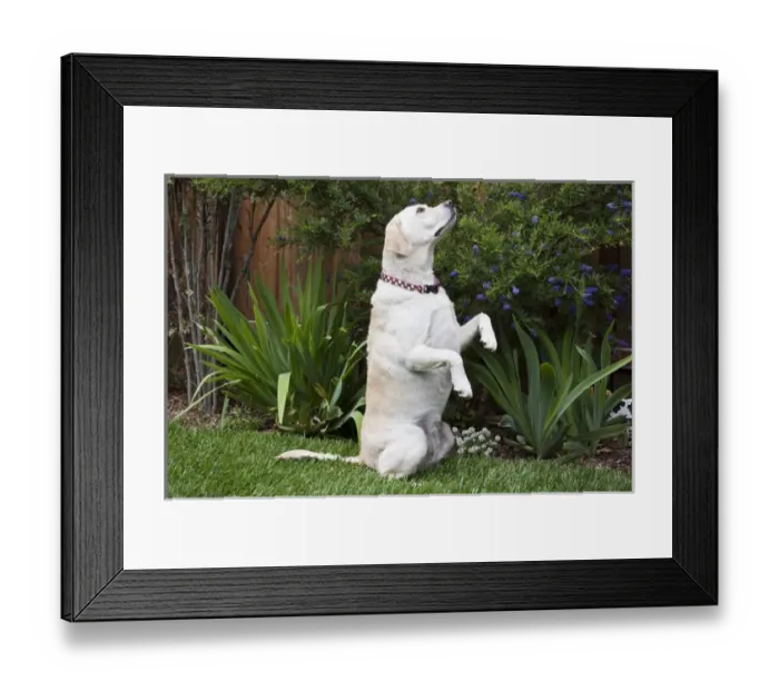Framed Print : A Yellow Labrador Retriever sitting up in a garden Framed Print : A Yellow Labrador Retriever sitting up in a garden