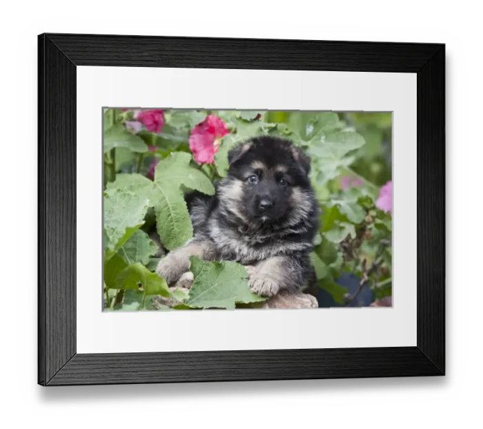 Framed Print : German Shepherd puppy peeking out of a garden bush Framed Print : German Shepherd puppy peeking out of a garden bush
