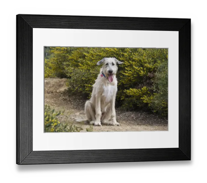 Framed Print : An Irish Wolfhound puppy sitting on a garden pathway Framed Print : An Irish Wolfhound puppy sitting on a garden pathway