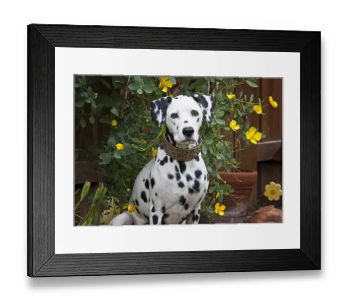 Framed Print : A Dalmation sitting in a garden with yellow flowers Framed Print : A Dalmation sitting in a garden with yellow flowers