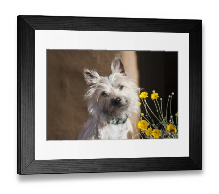 Framed Print : A white Cairn Terrier sitting next to yellow flowers