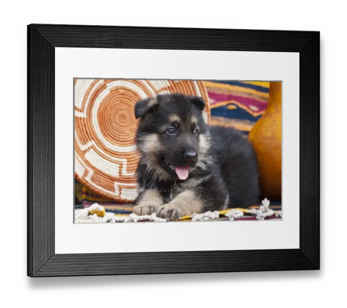 Framed Print : German Shepherd puppy lying on Southwestern blankets Framed Print : German Shepherd puppy lying on Southwestern blankets