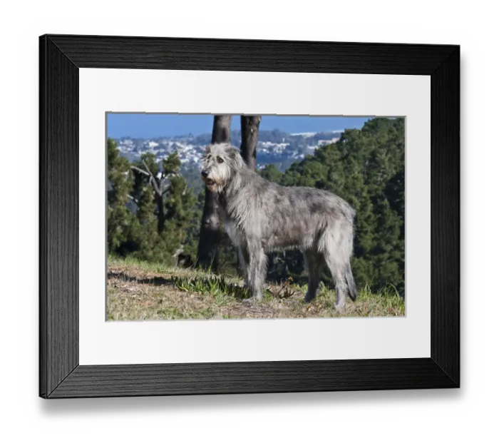 Framed Print : An Irish Wolfhound standing on a hill with pine trees Framed Print : An Irish Wolfhound standing on a hill with pine trees