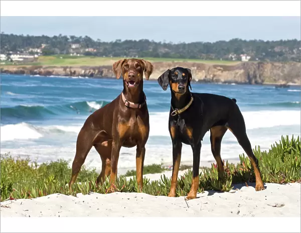 Two Doberman Pinschers at Carmel Beach in California
