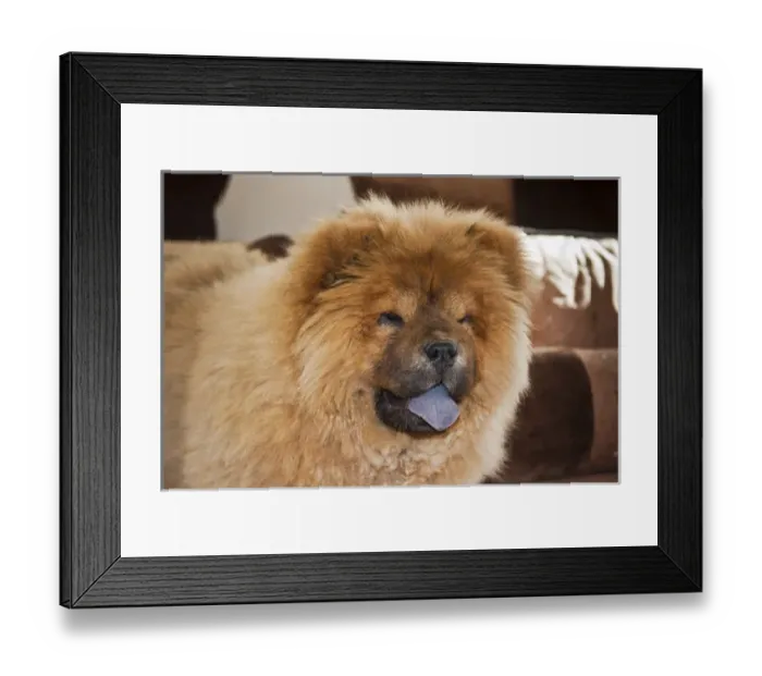 Framed Print : A Chow Chow puppy standing indoors with tan background Framed Print : A Chow Chow puppy standing indoors with tan background