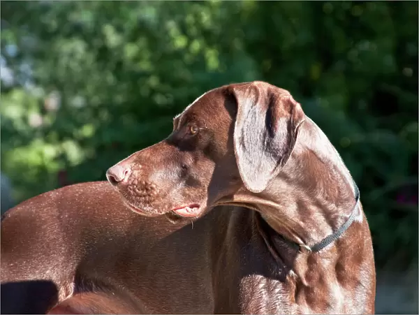 A German Shorthaired Pointer looking over his shoulder