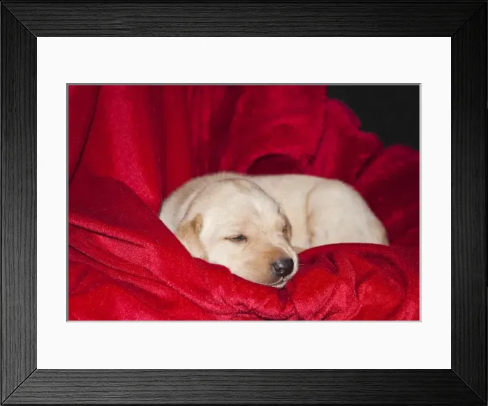 Framed Print : A Yellow Labrador Retriever sleeping on a red blanket Framed Print : A Yellow Labrador Retriever sleeping on a red blanket