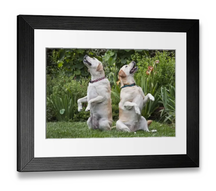 Framed Print : Two Yellow Labrador Retrievers sitting up in a garden Framed Print : Two Yellow Labrador Retrievers sitting up in a garden