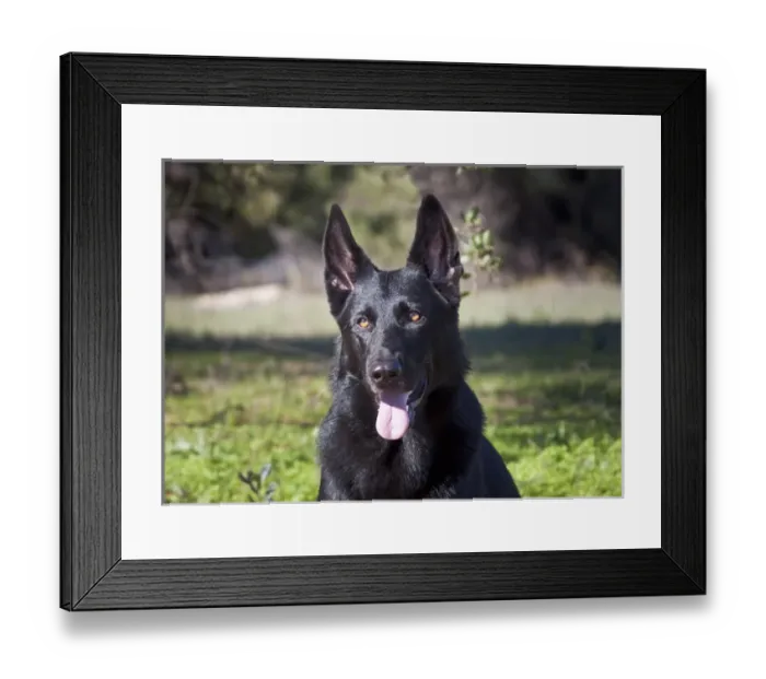 Framed Print : Portrait of a German Shepherd sitting in a green field Framed Print : Portrait of a German Shepherd sitting in a green field