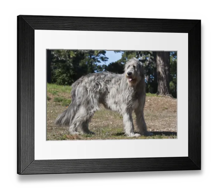 Framed Print : An Irish Wolfhound standing in a field with pine trees Framed Print : An Irish Wolfhound standing in a field with pine trees