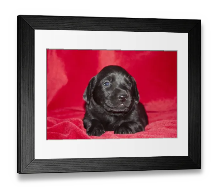 Framed Print : A Black Labrador Retriever puppy lying on a red blanket Framed Print : A Black Labrador Retriever puppy lying on a red blanket