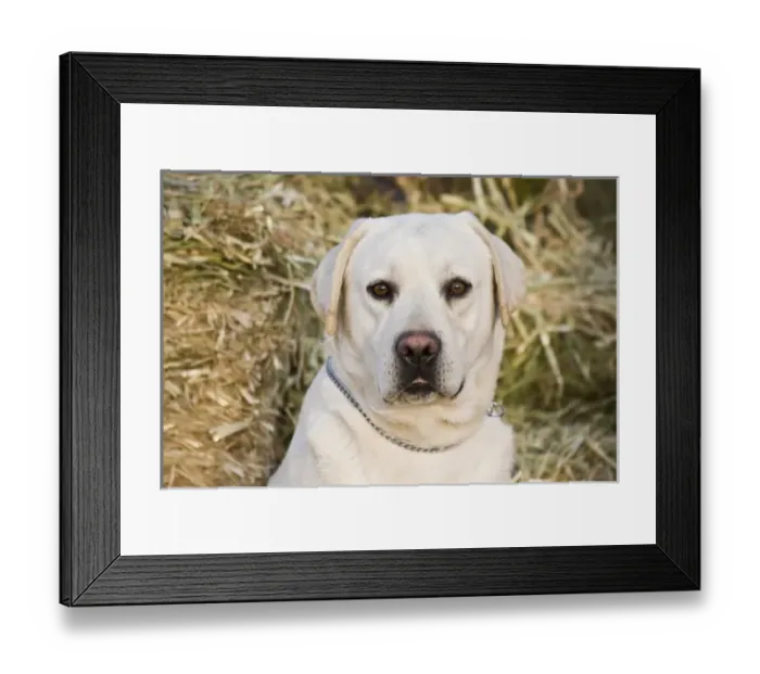Framed Print : Portrait of a Yellow Labrador Retriever against hay bales Framed Print : Portrait of a Yellow Labrador Retriever against hay bales