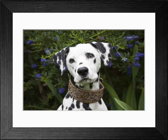 Framed Print : Portrait of a Dalmation sitting with dark purple flowers Framed Print : Portrait of a Dalmation sitting with dark purple flowers
