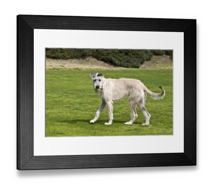Framed Print : An Irish Wolfhound puppy playing with ball it his mouth Framed Print : An Irish Wolfhound puppy playing with ball it his mouth