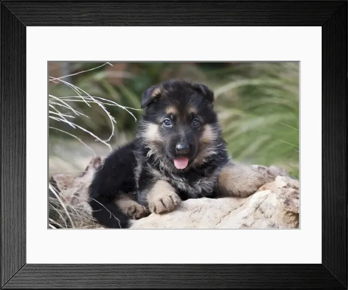 Framed Print : German Shepherd puppy lying on a rock amongst tall grasses