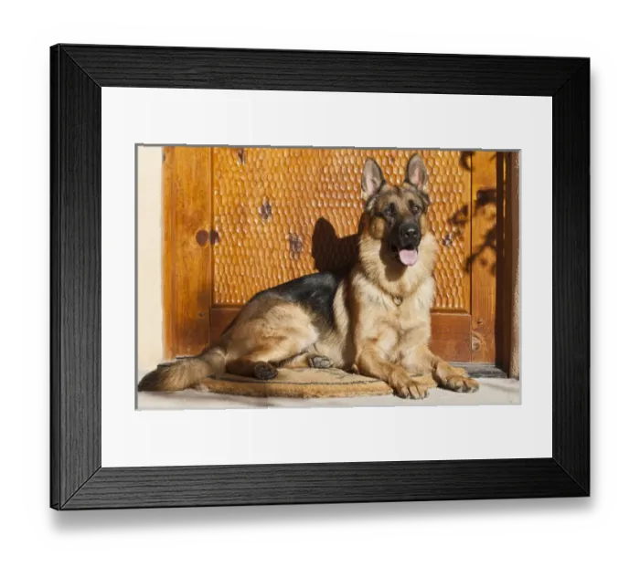 Framed Print : German Shepherd lying on a welcome mat at the front door Framed Print : German Shepherd lying on a welcome mat at the front door