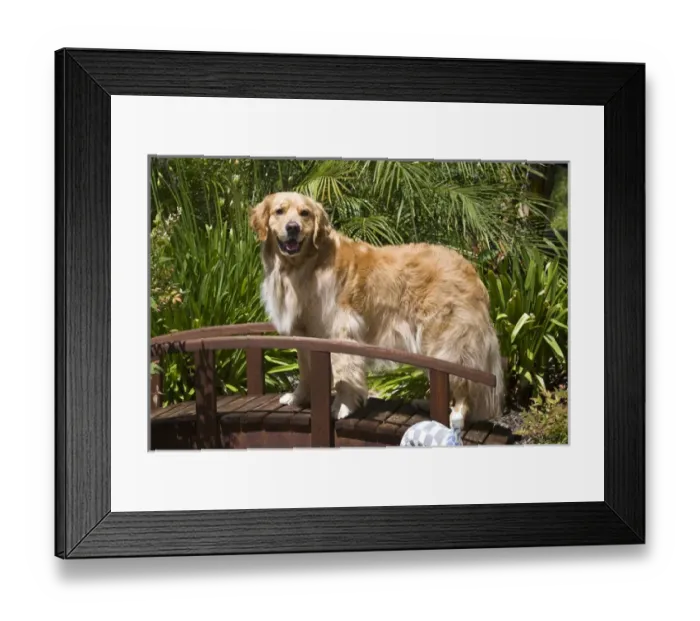 Framed Print : A Golden Retriever standing on a wooden bridge in a garden
