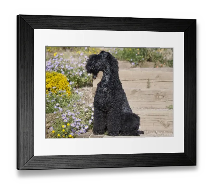 Framed Print : A Kerry Blue Terrier sitting on wooden steps near flowers Framed Print : A Kerry Blue Terrier sitting on wooden steps near flowers