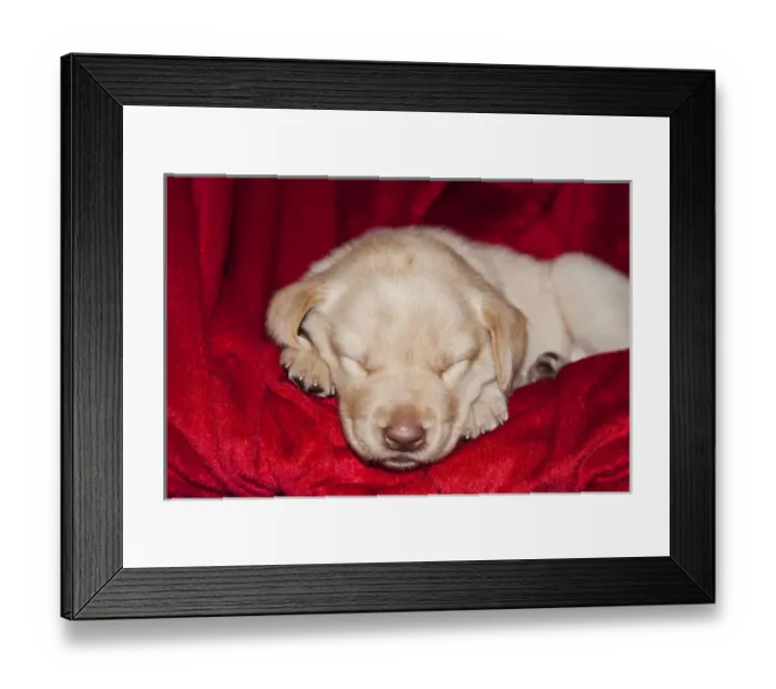 Framed Print : A Yellow Labrador Retriever puppy sleeping on a red blanket Framed Print : A Yellow Labrador Retriever puppy sleeping on a red blanket