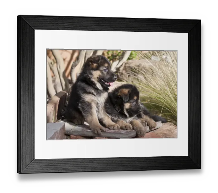 Framed Print : Two German Shepherd puppies on a rock bench near tall grasses Framed Print : Two German Shepherd puppies on a rock bench near tall grasses